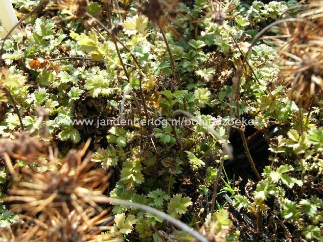 Acaena microphylla Stekelnootje