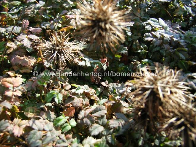 Acaena microphylla 'Kupferteppich' Roodbladig Stekelnootje