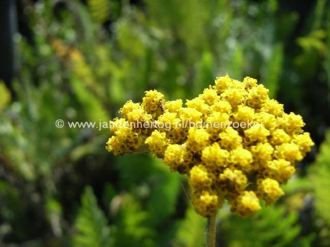 Achillea filipendulina 'Cloth of Gold' Duizendblad
