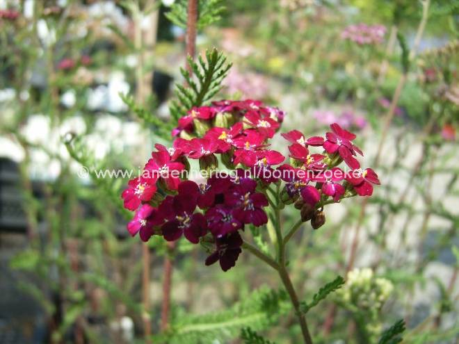 Achillea millefolium 'Red Beauty' Duizendblad