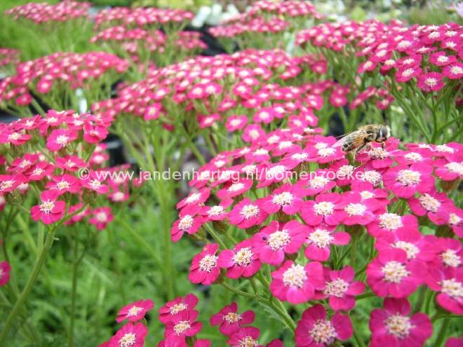 Achillea 'Serenade' (syn. Achillea millefolium 'Serenade') Duizendblad