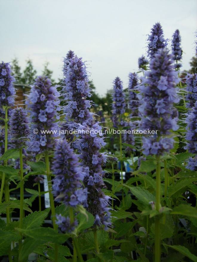 Agastache 'Blue Fortune' Dropplant