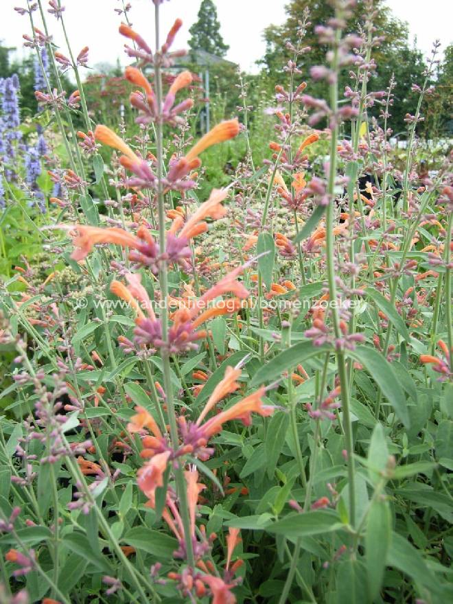 Agastache 'Firebird' Dropplant