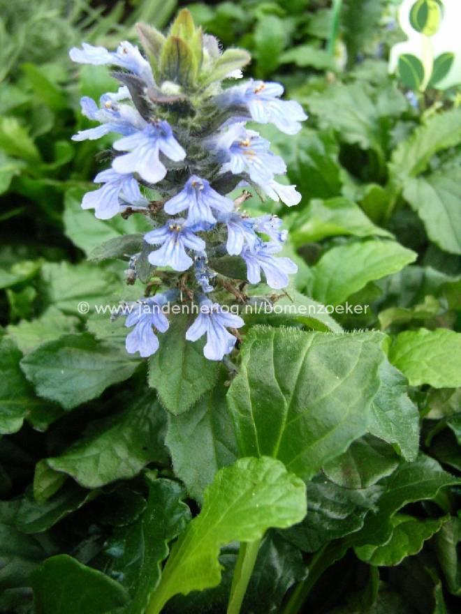 Ajuga reptans Kruipend zenegroen