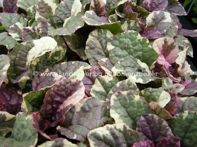 Ajuga reptans 'Burgundy Glow' Kruipend zenegroen