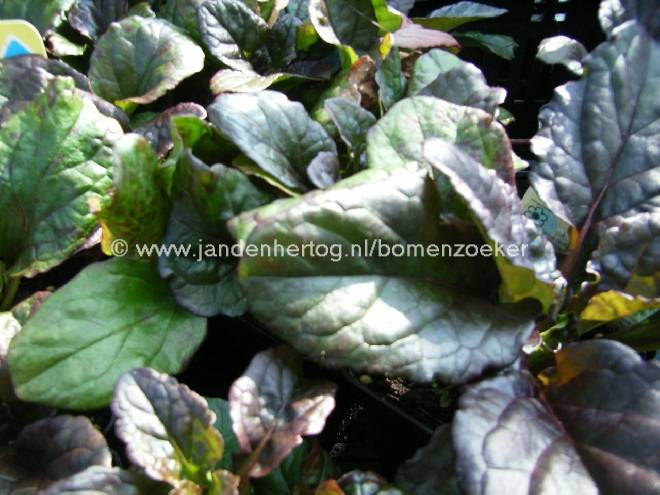 Ajuga reptans 'Catlin's Giant' Kruipend Zenegroen