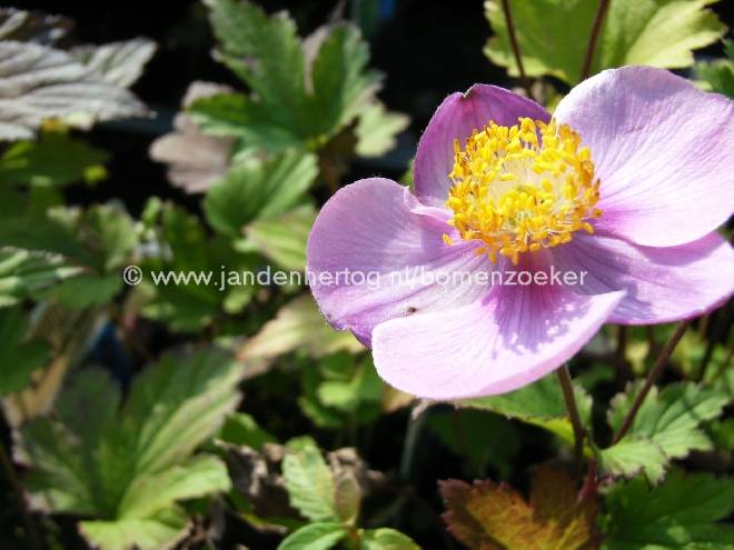 Anemone hupehensis Herfstanemoon