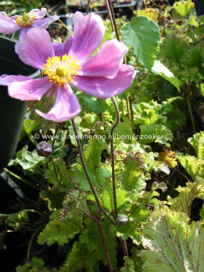 Anemone hybrida 'Lady Gilmour' Herfst Anemoon