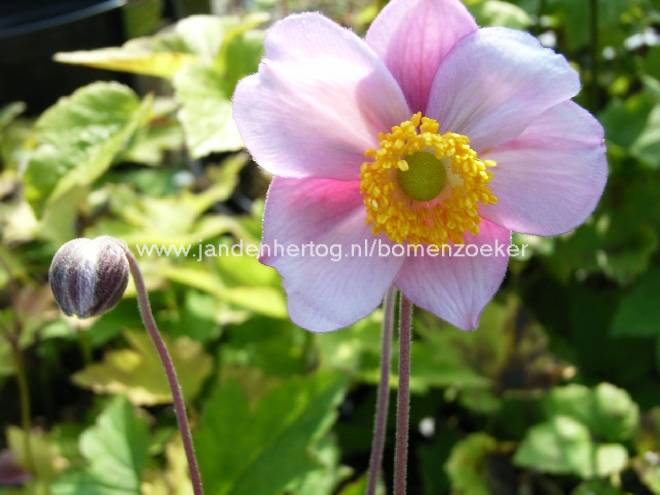Anemone hupehensis 'September Charm'  Herfstanemoon