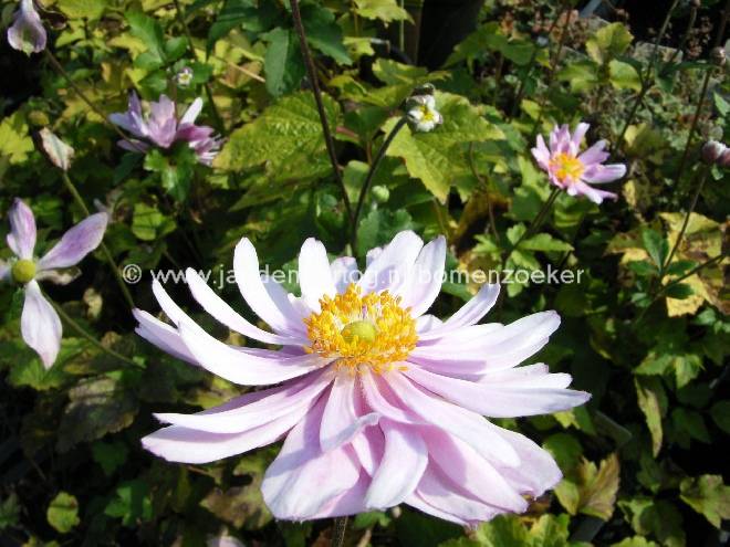Anemone hybrida 'Elegans' Japanse Anemoon