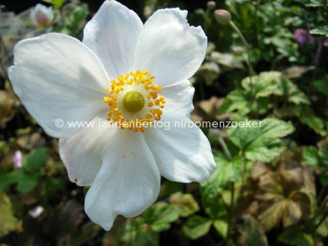 Aquilegia 'Koralle' Akelei