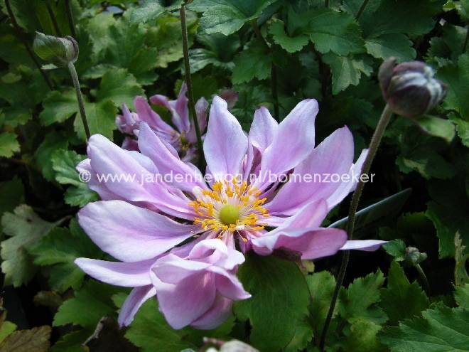 Anemone hybrida 'Königin Charlotte' Japanse Anemoon