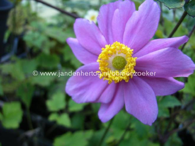 Anemone hybrida 'Serenade' Japanse Anemoon