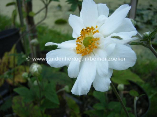 Anemone hybrida 'Whirlwind' Japanse Anemoon