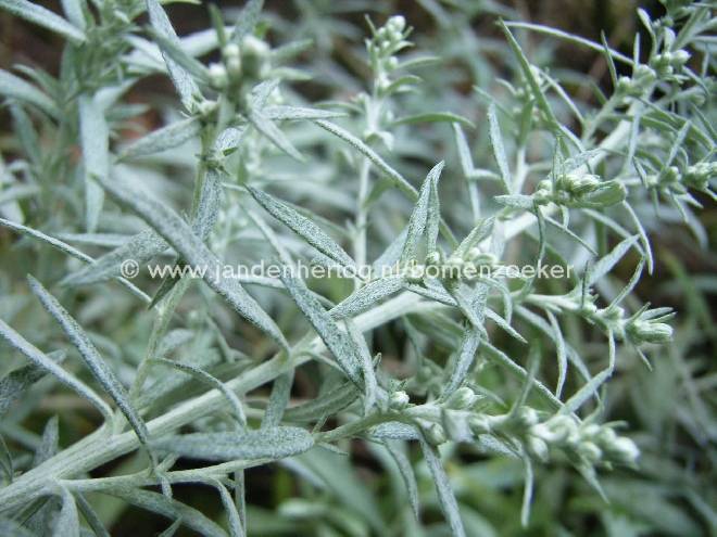 Artemisia ludoviciana 'Silver Queen' Alsem