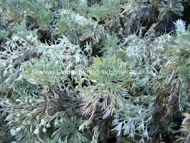 Artemisia schmidtiana 'Nana' Alsem
