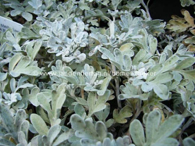 Artemisia stelleriana 'Boughton Silver' Alsem