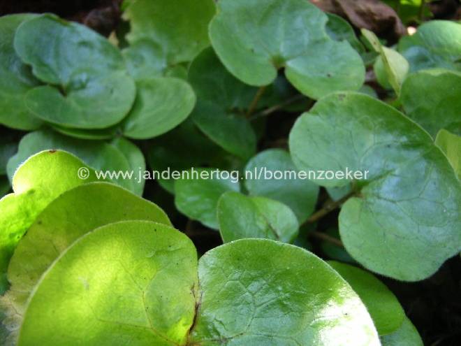 Asarum europaeum Mansoor
