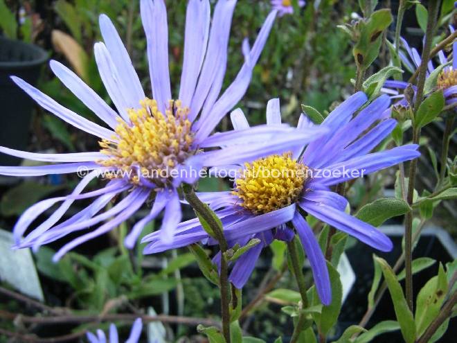 Aster amellus 'Breslau' Bergaster