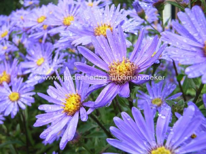 Aster amellus 'Blue King' Bergaster