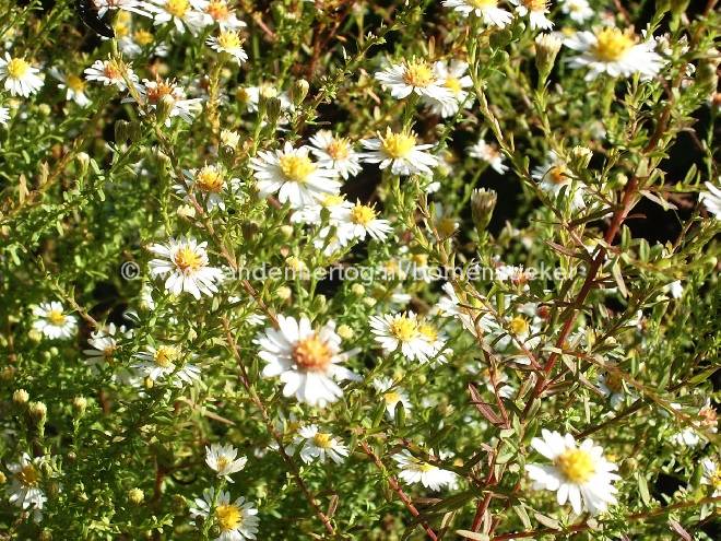 Aster ericoides 'Golden Spray' Herfstaster
