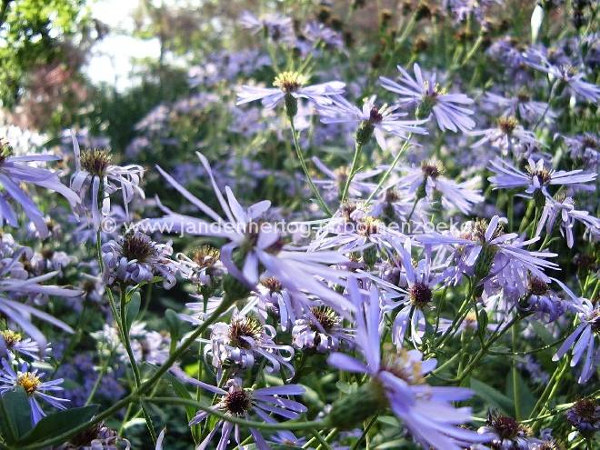 Aster frikartii 'Mönch' Herfstaster