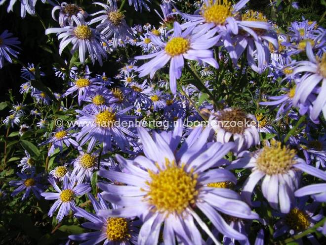 Aster frikartii 'Wunder von Stäfa' Herfstaster
