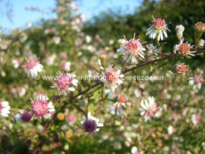 Aster lateriflorus 'Lady in Black' Aster