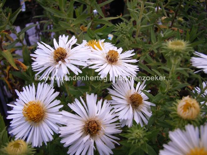 Aster novae-angliae 'Herbstschnee' Herfstaster