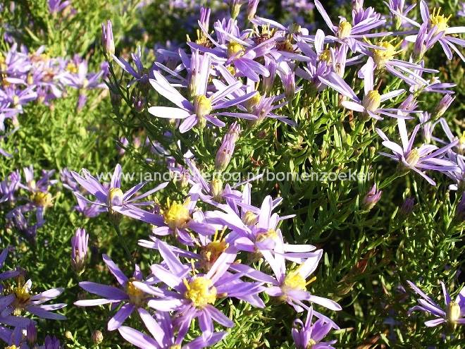 Aster sedifolius 'Nanus' Herfstaster