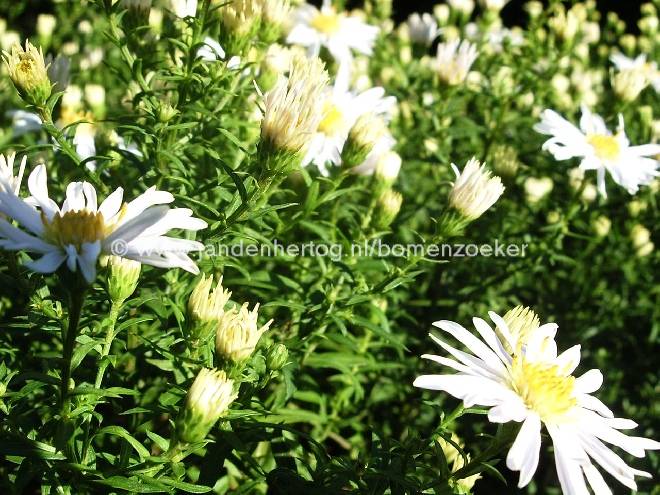 Aster 'Anneke' Dwergherfstaster