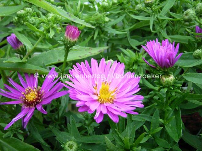 Aster 'Herbstgruss vom Bresserhof' Dwergherfstaster