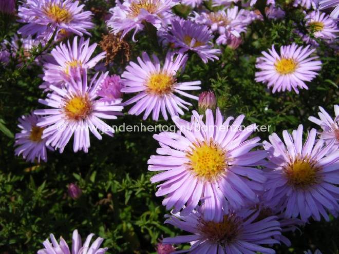 Aster 'Peter Pan' Dwergherfstaster