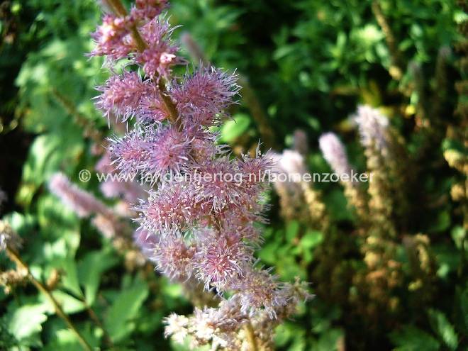 Astilbe chinensis 'Pumila' Spirea