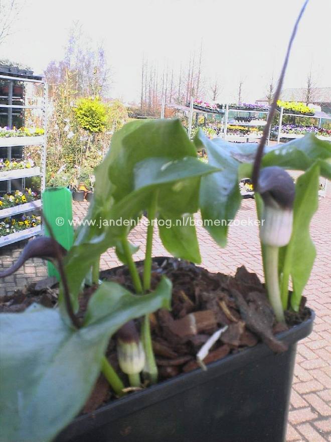 Arisarum proboscideum Mouse plant