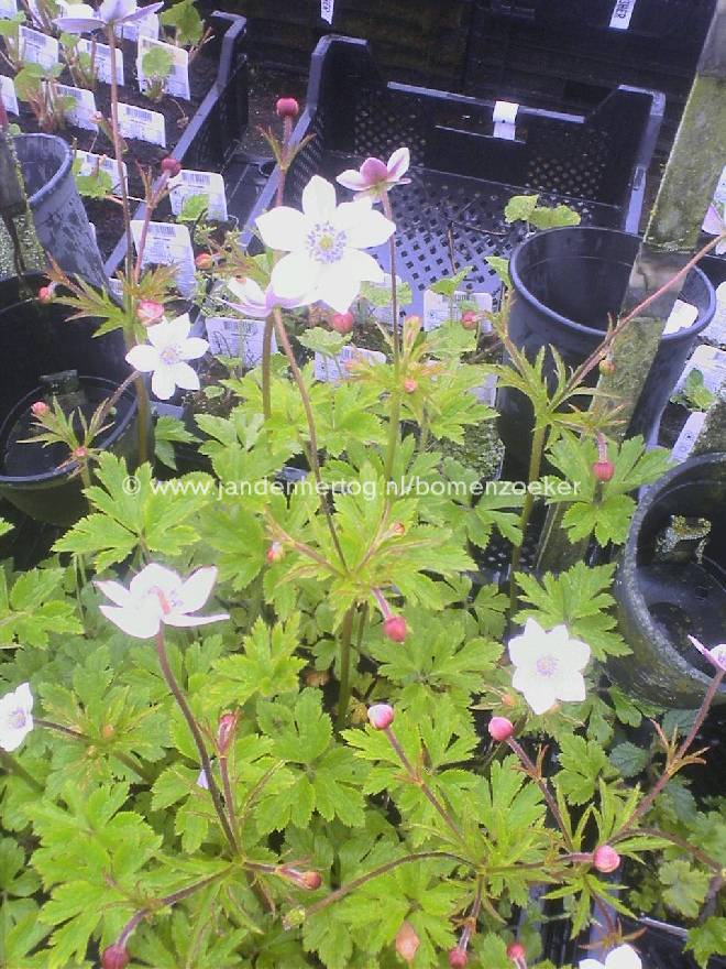 Anemone rivularis Anemoon