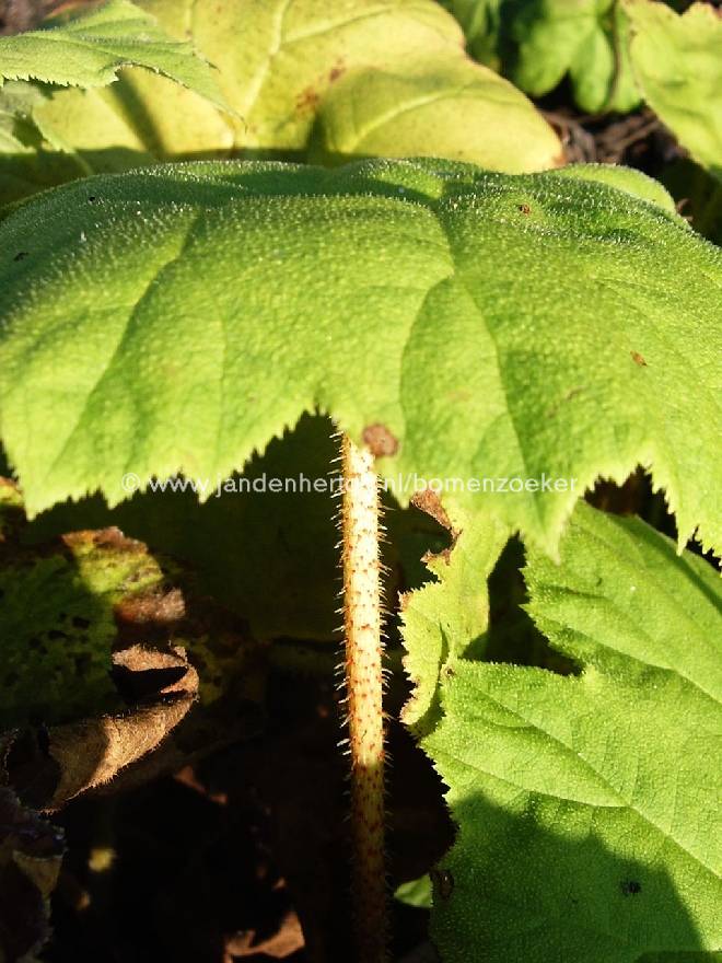 Astilboides tabularis (syn. rodgersia tabularis) Tafelblad