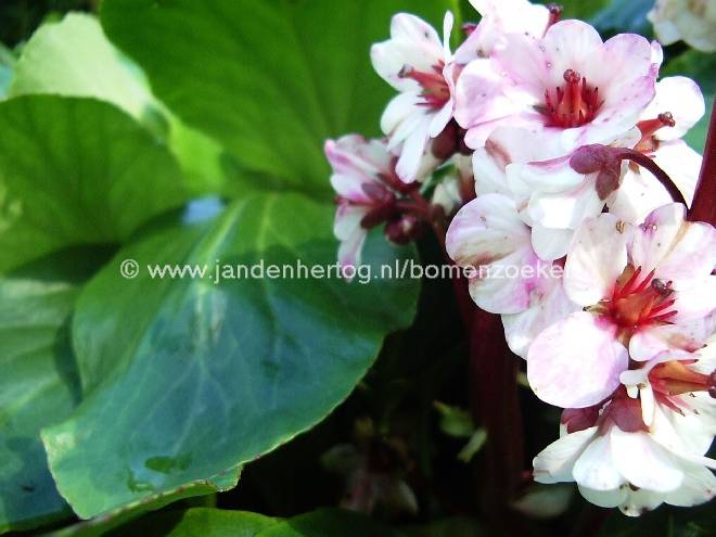 Bergenia 'Silberlicht' Schoenlappersplant