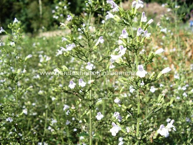 Calamintha nepeta (syn. Calamintha nepeta subsp. nepeta) Kleinbloemige Bergsteentijm, Nepetella