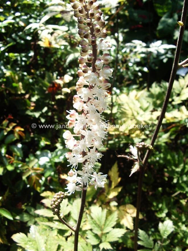 Actaea simplex 'Atropurpurea' (syn.Cimicifuga ramosa 'Atropurpurea') Zilverkaars