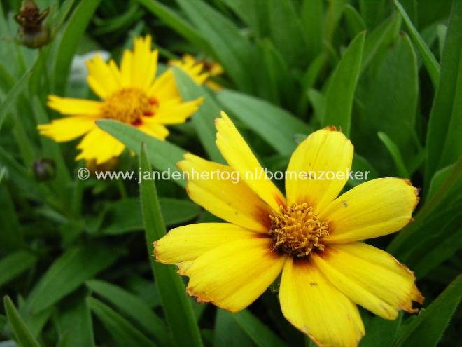 Coreopsis lanceolata 'Baby Gold' Meisjesogen