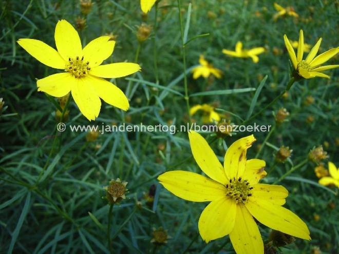Coreopsis verticillata Meisjesogen