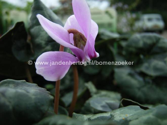 Cyclamen hederifolium Cyclaam of Varkensbrood