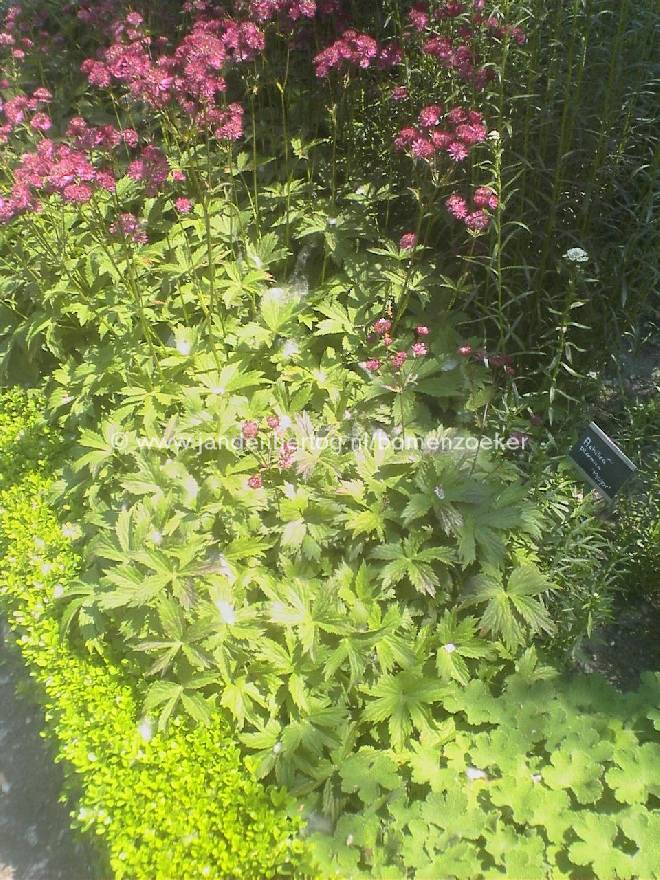 Astrantia major 'Rubra' Zeeuws knoopje