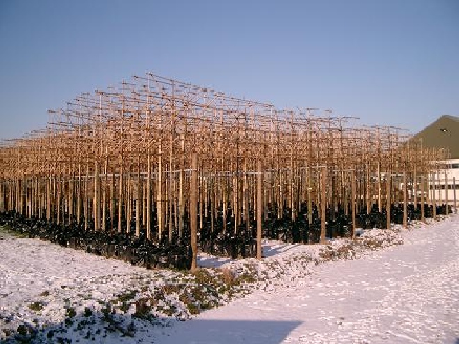 Platanus hispanica (Leiplataan) Plataan