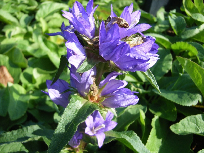 Campanula glomerata 'Acaulis' Kluwenklokje