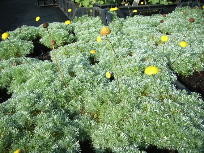 Cotula hispida Koperknoopje