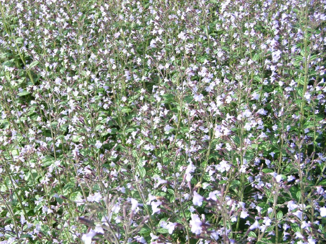 Calamintha nepeta 'Blue Cloud' Bergsteentijm