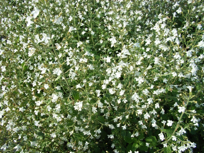 Calamintha nepeta 'White Cloud' Bergsteentijm