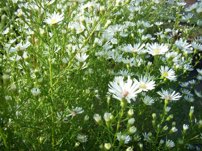 Aster 'Monte Cassino' Herfsaster